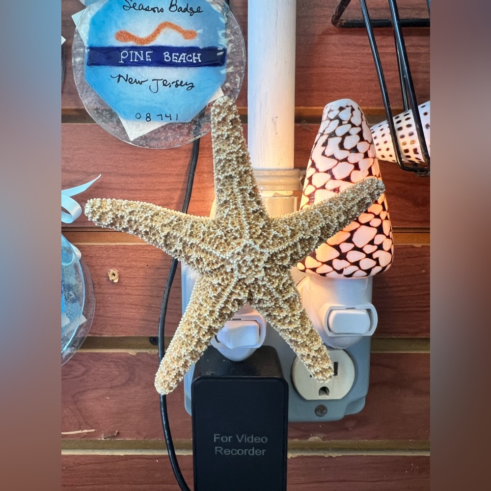 Decorative Starfish Wall Art